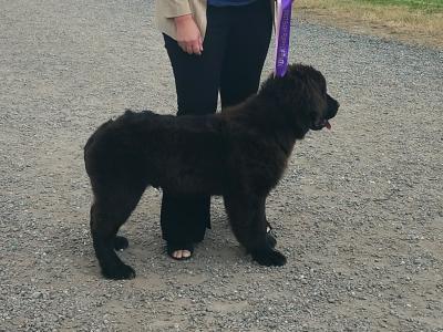Quality, IKC Pedigree Newfoundland