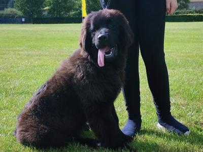 Quality, IKC Pedigree Newfoundland