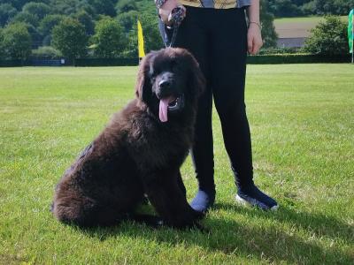 Quality, IKC Pedigree Newfoundland
