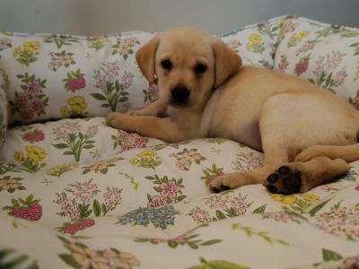Excellent Labrador puppies in Cavan