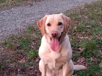 **!! Outstanding Labrador puppies in Cavan !! Intelligent, loyal and eager to please !!**