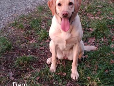 Excellent Labrador puppies in Cavan