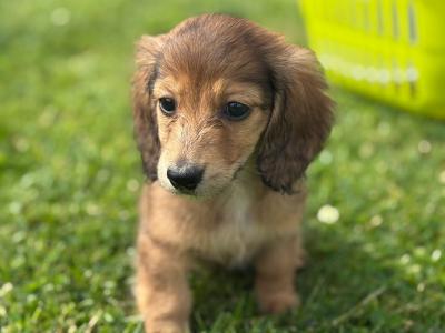 **Ready now** KC Reg Miniature Long-Haired Dachshund Puppies