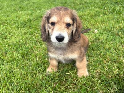 **Ready now** KC Registered Miniature Long-Haired Dachshund puppies in Tyrone