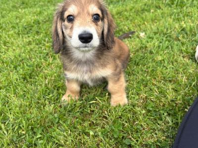 **Ready now** KC Registered Miniature Long-Haired Dachshund puppies in Tyrone