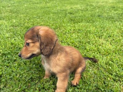 **Ready now** KC Registered Miniature Long-Haired Dachshund puppies in Tyrone