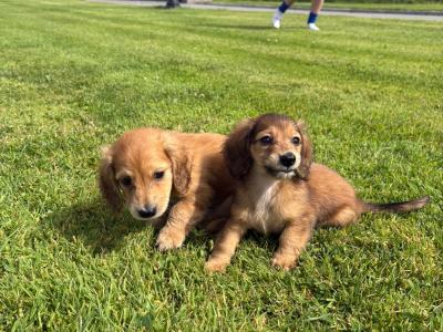 **Ready now** KC Registered Miniature Long-Haired Dachshund puppies in Tyrone