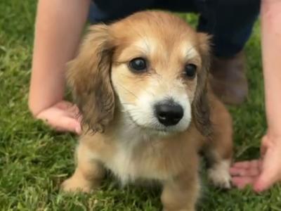 **Ready now** KC Registered Miniature Long-Haired Dachshund puppies in Tyrone