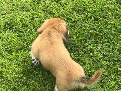 **Ready now** KC Registered Miniature Long-Haired Dachshund puppies in Tyrone