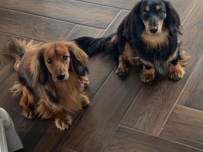 **Ready now** KC Registered Miniature Long-Haired Dachshund puppies in Tyrone