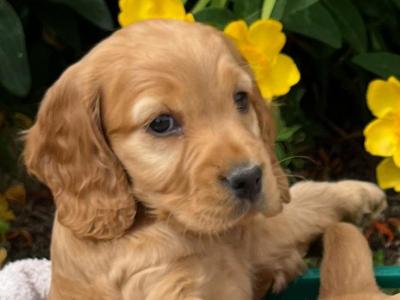 Beautiful Golden Cocker Spaniel puppies for sale in Wexford