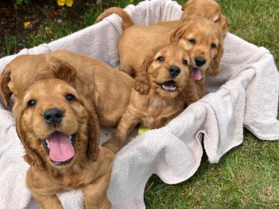 Beautiful Golden Cocker Spaniel puppies for sale in Wexford