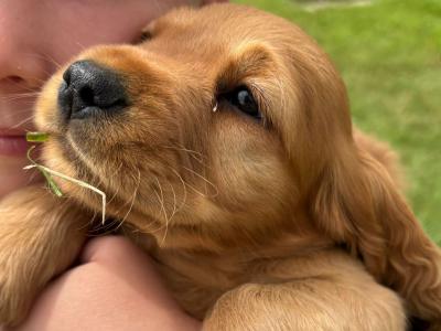 Beautiful Golden Cocker Spaniel puppies for sale in Wexford