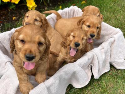 Beautiful Golden Cocker Spaniel puppies for sale in Wexford