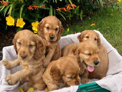 Beautiful Golden Cocker Spaniel puppies for sale in Wexford