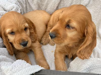 Beautiful Golden Cocker Spaniel puppies for sale in Wexford