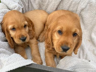 Beautiful Golden Cocker Spaniel puppies for sale in Wexford