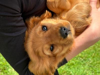 Beautiful Golden Cocker Spaniel puppies for sale in Wexford