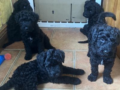 IKC Registered(pending) Kerry Blue Terrier puppies