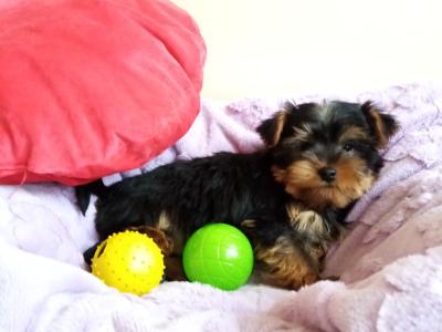 Yorkshire Terrier puppies in Meath