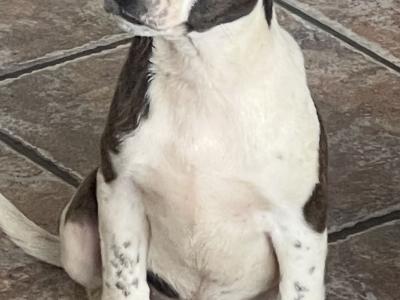 Staffordshire Bull Terrier puppies 1 female left