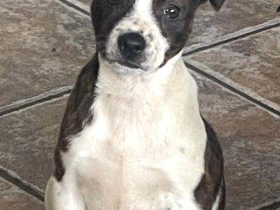 Staffordshire Bull Terrier puppies 1 female left