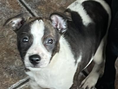 Staffordshire Bull Terrier puppies 1 female left