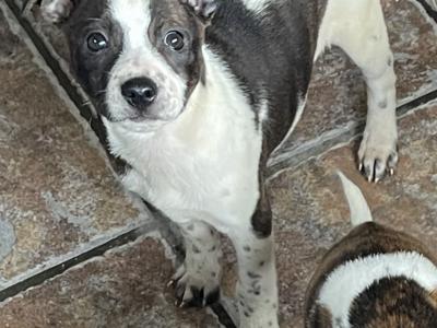 Staffordshire Bull Terrier puppies 1 female left