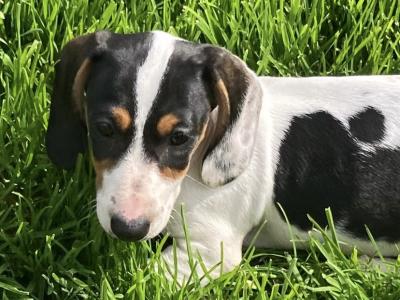 Playful & Affectionate Dachshund puppies in Kerry
