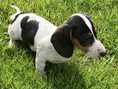 Playful & Affectionate Dachshund puppies in Kerry