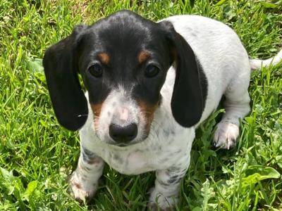 Playful & Affectionate Dachshund puppies in Kerry