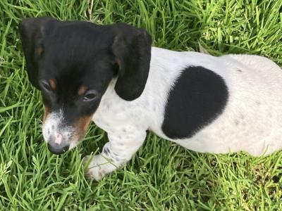 Playful & Affectionate Dachshund puppies in Kerry