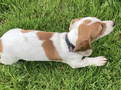 Playful & Affectionate Dachshund puppies in Kerry