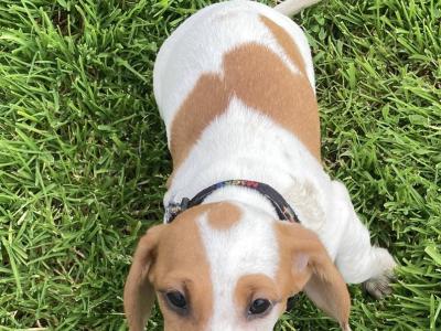 Playful & Affectionate Dachshund puppies in Kerry