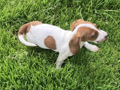 Playful & Affectionate Dachshund puppies in Kerry