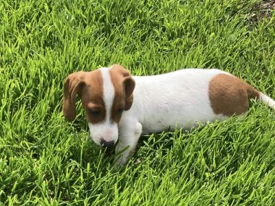Playful & Affectionate Dachshund puppies in Kerry