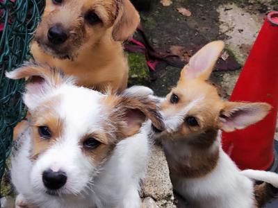 Jack Russell x Norwich Terrier puppies in Mayo - €500