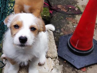 Jack Russell x Norwich Terrier puppies in Mayo - €500