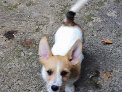 Jack Russell x Norwich Terrier puppies in Mayo - €500