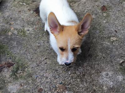 Jack Russell x Norwich Terrier puppies in Mayo - €500