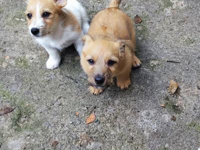 Jack Russell x Norwich Terrier puppies in Mayo - €500