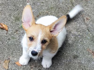 Jack Russell x Norwich Terrier puppies in Mayo - €500