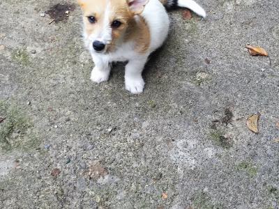 Jack Russell x Norwich Terrier puppies in Mayo - €500