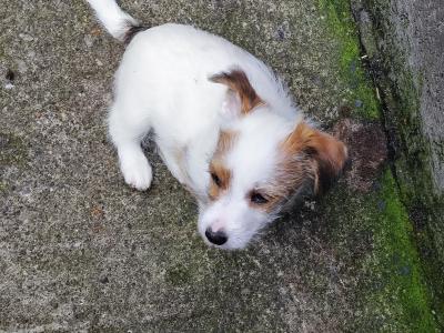 Jack Russell x Norwich Terrier puppies in Mayo - €500