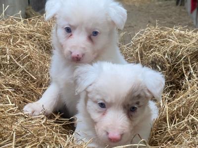 Beautiful Blue Eyed Border Collie puppies in Meath.. TWO FEMALES LEFT