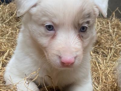 Beautiful Blue Eyed Border Collie.. TWO FEMALES LEFT