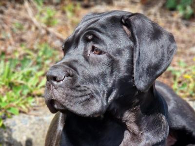 FCI Cane Corso puppies