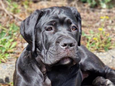 FCI Cane Corso puppies