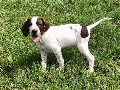 IKC Registered English Pointer puppies in Kilkenny