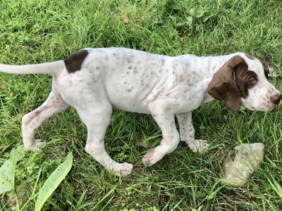 IKC Registered English Pointer puppies in Kilkenny